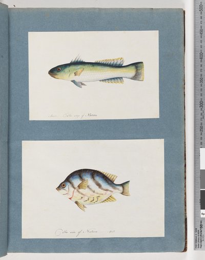 Seite 15. Unbekannter Fisch 16. Unbekannter Fisch von Unknown artist