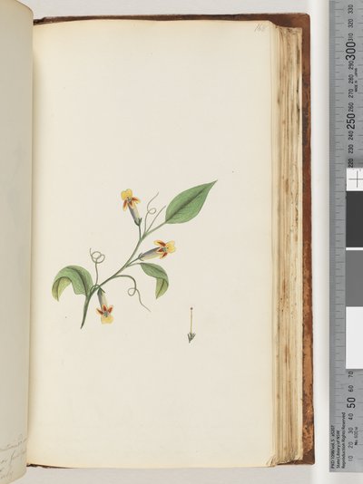 Seite 168. Unbekannte Pflanze von Unknown artist