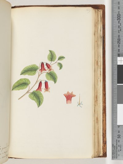 Seite 169. Unbenannte Blütenpflanze von Unknown artist
