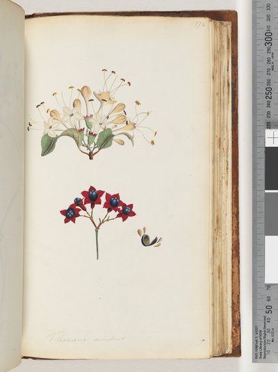 Seite 172. Volkameria scandens / Der Cumberland-Baum von Unknown artist