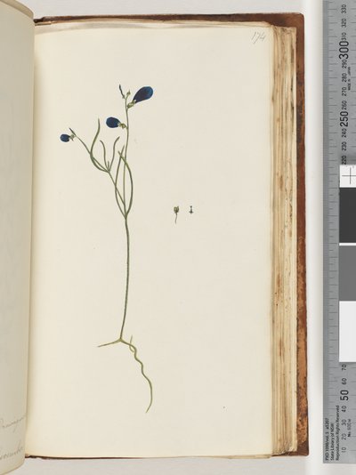 Seite 174. Unbekannte Pflanze von Unknown artist
