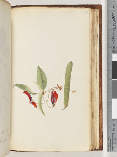Seite 184. Kletterpflanzen oder Geißblätter von Unknown artist