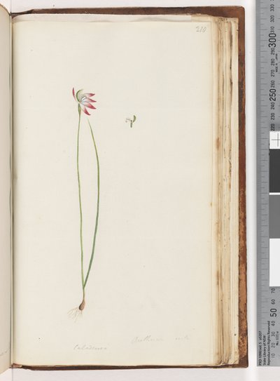 Seite 210. Arethusa certe? / Caladenia von Unknown artist