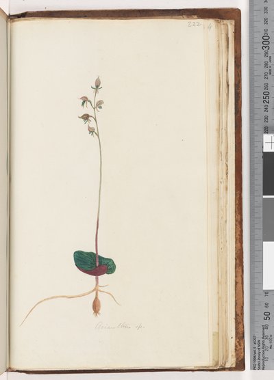 Seite 222. Acianthus sp von Unknown artist