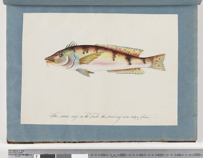 Seite 22. Unidentifizierter Fisch von Unknown artist