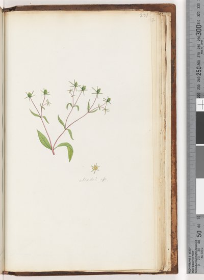 Seite 231. Madia sp von Unknown artist