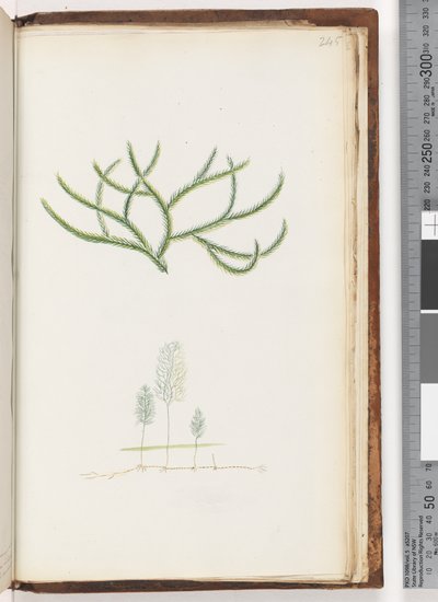 Seite 245. Keine Inschrift, unbekannte Pflanze von Unknown artist