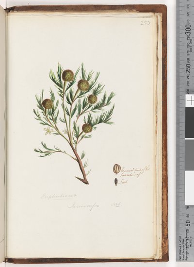 Seite 253. Euphorbiaceae / Ricinocarpus ...? Hochzeitsbusch von Unknown artist