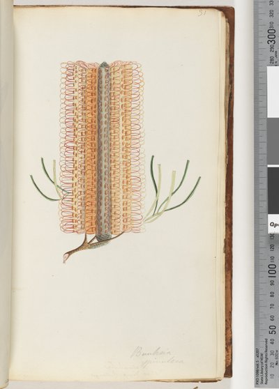 Seite 31. Banksia spinulosa / Haarspangen-Banksia von Unknown artist