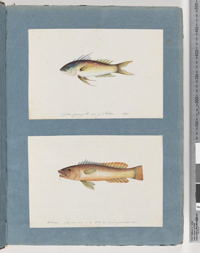 Seite 5. Unidentifizierter Fisch 6. Unidentifizierter Fisch von Unknown artist