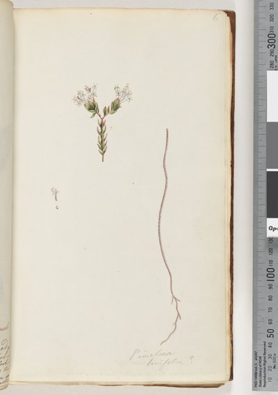 Seite 6. Pimeloea linfolia von Unknown artist
