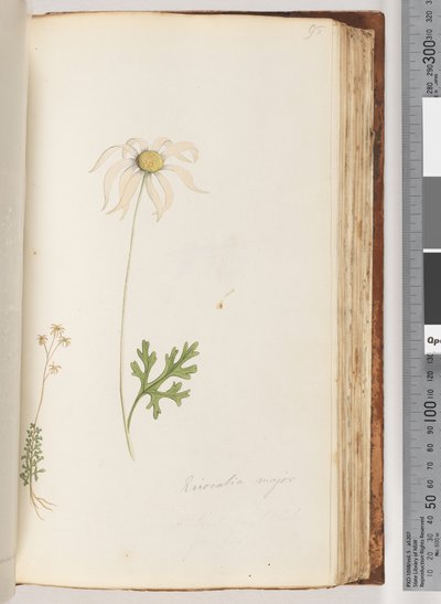 Eriocalia major von Unknown artist