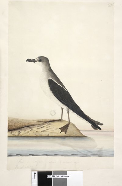 Seite 96. Vogel von Norfolk Island von Unknown artist