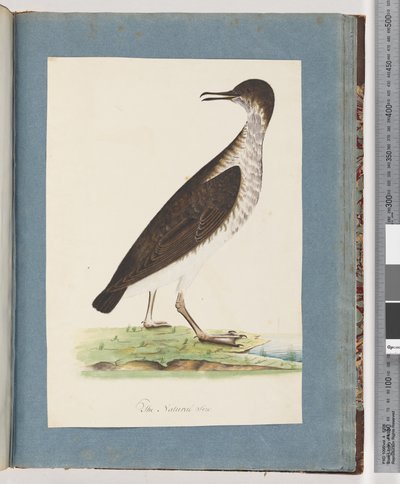 Seite 96. Unidentifizierter Vogel von Unknown artist