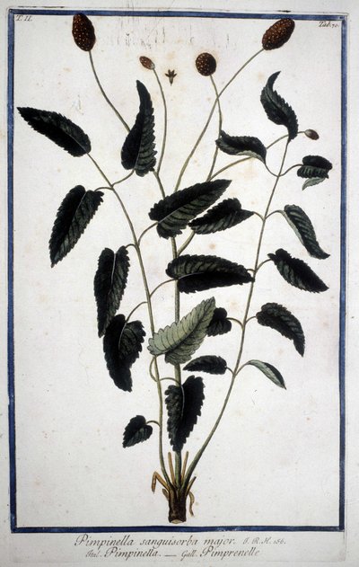 Pimpinelle: Pimpinella Sanguisorba major. von Unknown artist