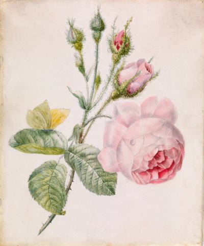 Rosa Rose und gelber Schmetterling von Unknown artist