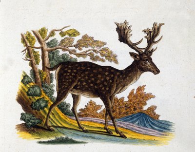 Darstellung eines Rentiers. 18. Jahrhundert Gravur von Unknown artist