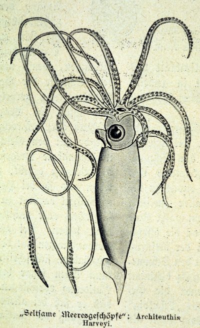 Darstellung eines Architeuthis Harveyi, Riesenkalmar von Unknown artist