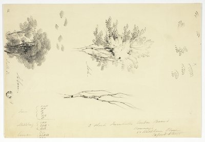 Skizzen von Ulmen und Eschen von Unknown artist