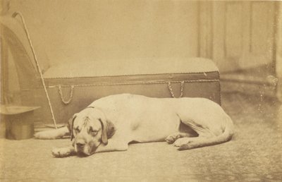 Schlafender Hund von Unknown artist