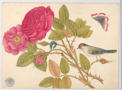 Kleiner rothaariger Vogel auf Rosenast von Unknown artist