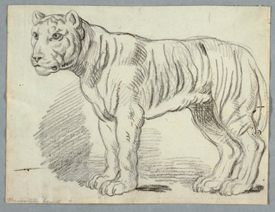 Studie eines Tigers von Unknown artist