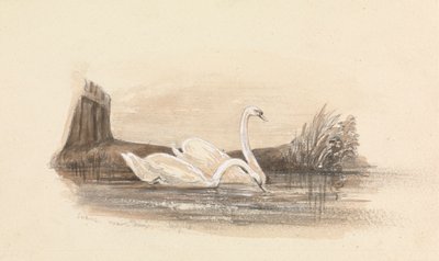 Zwei Schwäne auf einem See von Unknown artist