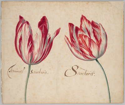 Zwei Tulpen (recto); Eine Tulpe (verso) von Unknown artist