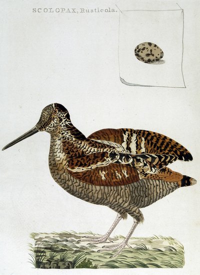 Waldschnepfe und Ei (Scolopax rusticola) - Gravur von Unknown artist