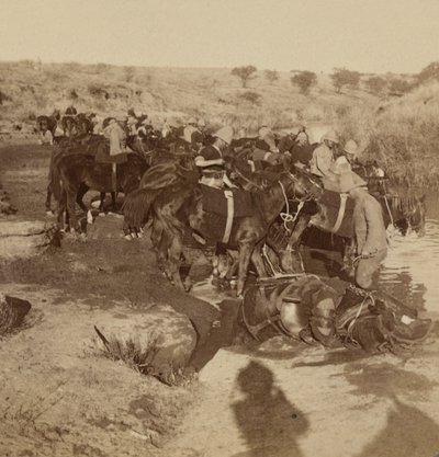 Wassergebende Artilleriepferde, Welgelegen, Südafrika von Unknown photographer