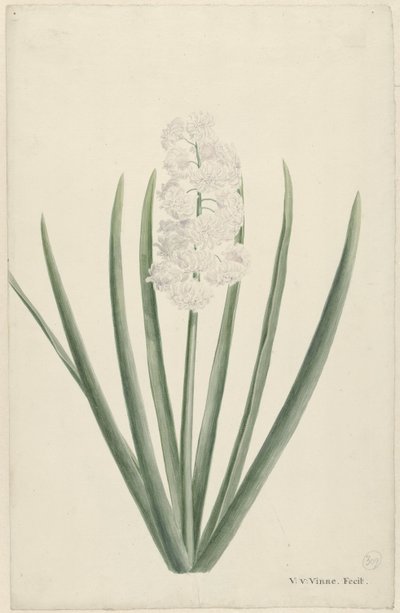 Weiße Hyazinthe von Vincent Jansz. van der Vinne