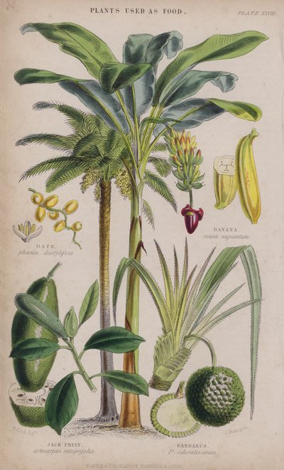 Dattel; Banane; Jackfrucht; Schraubenbaum (farbiger Stich) von W. Fitch