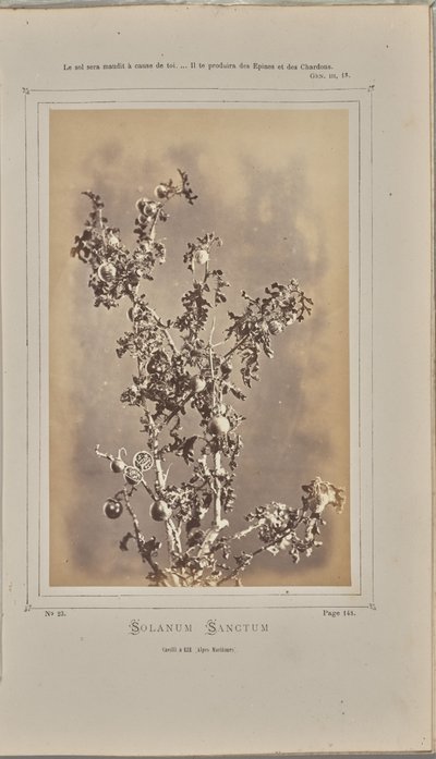 Solanum sanctum, Cuelli in Èze (Alpes-Maritimes) von W. de Bray