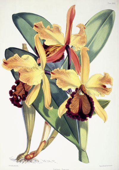 Cattleya Dowiana von Walter Hood Fitch