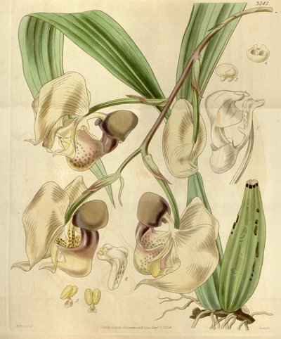 Coryanthes maculata von Walter Hood Fitch
