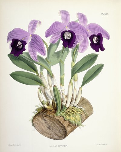 Laelia Dayana, ca. 1882-1897 von Walter Hood Fitch