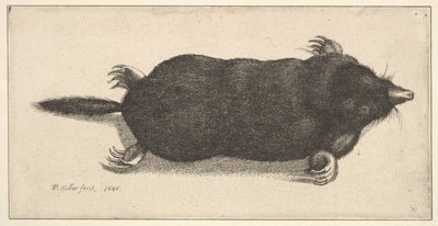 Toter Maulwurf, 1646 von Wenceslaus Hollar