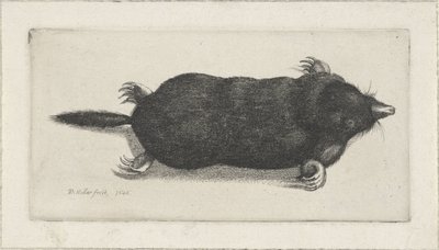 Toter Maulwurf von Wenceslaus Hollar