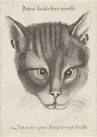 Kopf einer Katze von Wenceslaus Hollar