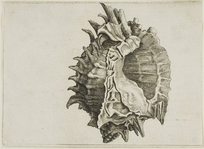 Pink-Mouth Murex (phyllonotus erythrostomus) von Wenceslaus Hollar
