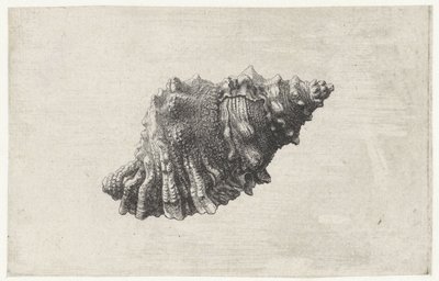 Muschel, Bursa Rubeta von Wenceslaus Hollar