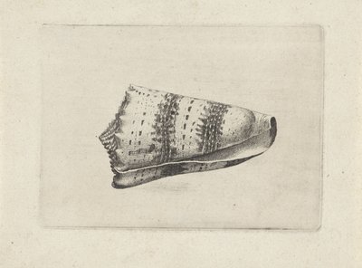 Schnecke, Conus imperialis Muscheln (Serientitel) von Wenceslaus Hollar