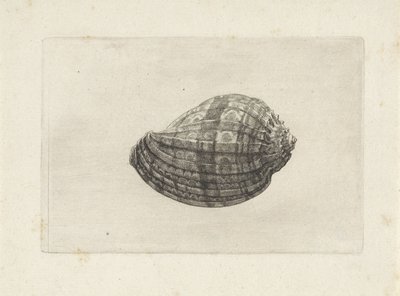 Schelp, harpa major von Wenceslaus Hollar