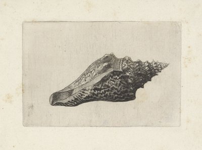 Schnecke, hemifusus ternatanus von Wenceslaus Hollar