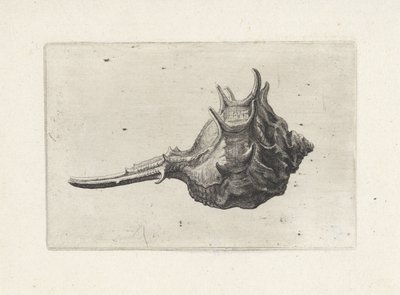 Schelp, murex brevispina von Wenceslaus Hollar