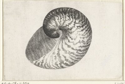 Schnecke, Nautilus Pompilius von Wenceslaus Hollar