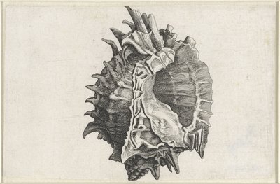 Schnecke, Phyllonotus erythrostomus von Wenceslaus Hollar