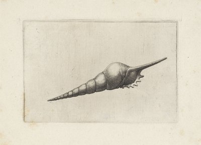 Schelp, tibia fusus melanocheilus von Wenceslaus Hollar