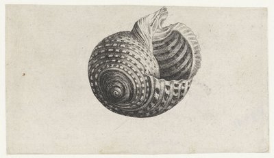 Schnecke, Tonna Dolium von Wenceslaus Hollar