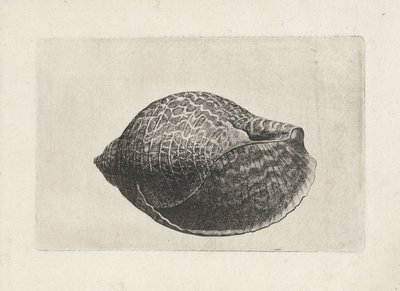 Muschel, tonna perdix von Wenceslaus Hollar